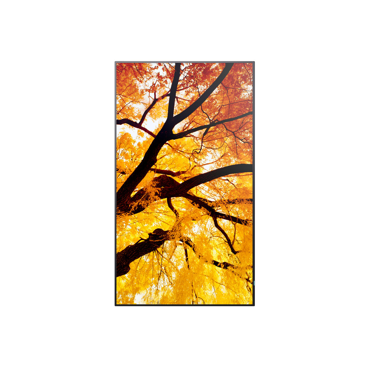 Videowall Monitor Sharp 60006053 4K Ultra HD 42,5"